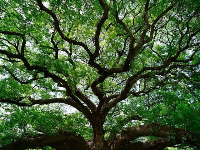 Shade Goals at the Giant Monkey Pod Tree