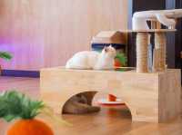 Cat Sky Bar Cafe - Pattaya