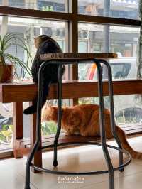 Roller Cofster คาเฟ่ที่มีทั้งกาแฟ ขนม และแมว🐈🐈