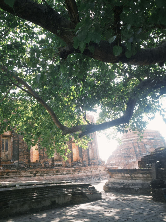 วัดกุฎีดาว อยุธยา: ซากอารยธรรมที่บอกเล่าเรื่องราว