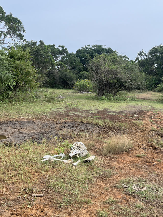 🐘 Wild Encounters at Yala Safari, Sri Lanka 🐾