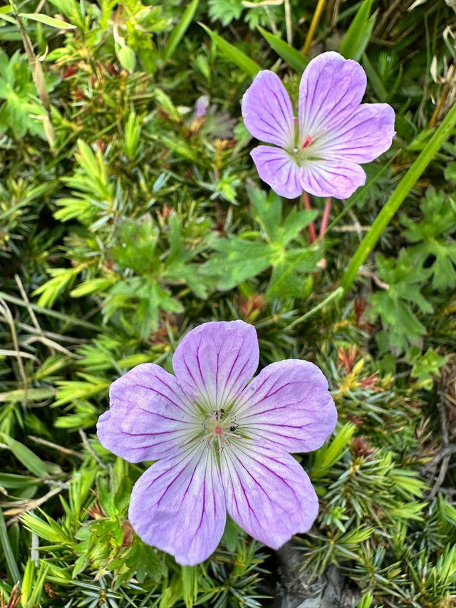 合歡山夏秋之美