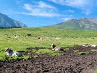 Pastoral Melody: A Serendipitous Horseback Adventure