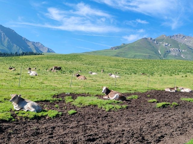 Pastoral Melody: A Serendipitous Horseback Adventure