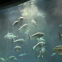 葛西臨海水族館