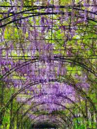 Shanghai’s “The Garden of Words” Vibes in Spring | A Hidden Gem in the City 🌸✨