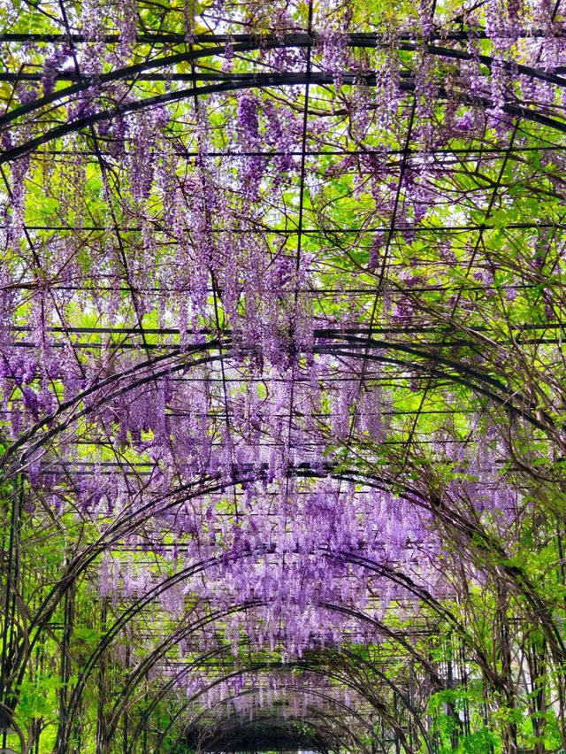 Shanghai’s “The Garden of Words” Vibes in Spring | A Hidden Gem in the City 🌸✨