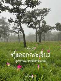 ทุ่งดอกกระเจียวในสายหมอก 🌷☁️ 2568