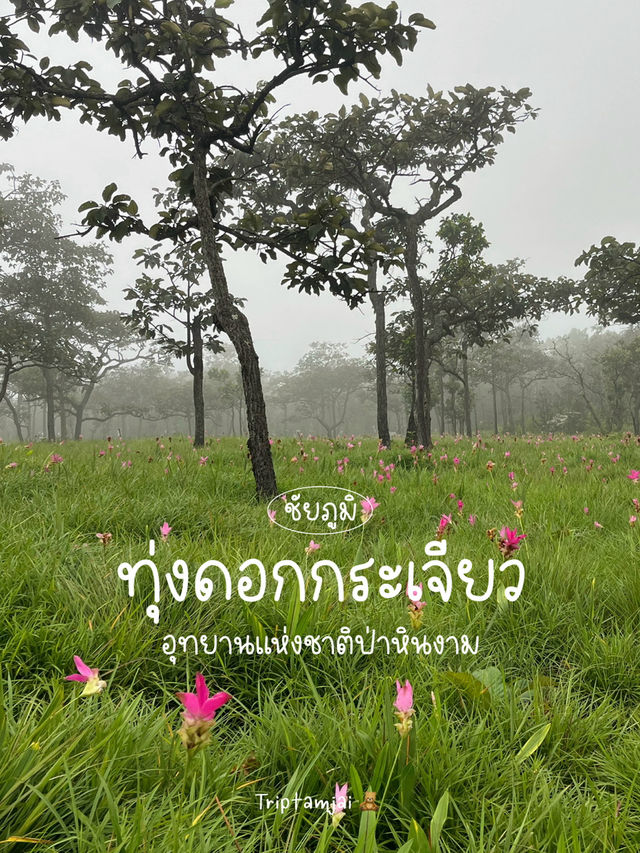 ทุ่งดอกกระเจียวในสายหมอก 🌷☁️ 2568