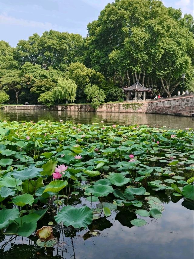 Lotus at Xiling Bridge– Hangzhou’s Most Literary Waterscape