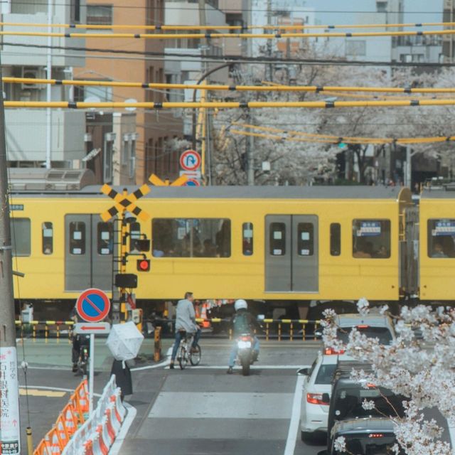Nakano Sakura Japan