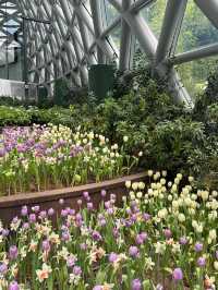 ชมสวนทิวลิปที่ Miracle of Natural ฉบับปี 2025 
