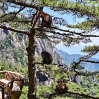Huangshan / Yellow Mountain (Anhui)