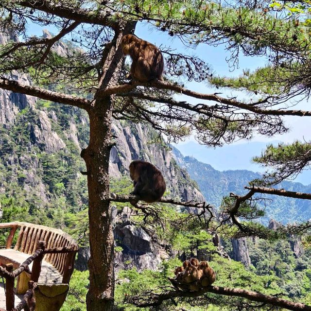 Huangshan / Yellow Mountain (Anhui)