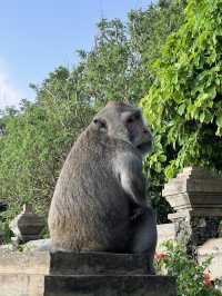The Wild Monkeys of Bali: Playful, Sacred & Free