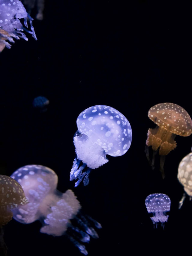 🐠海響館｜フグの街・下関ならではのユニークな水族館体験！