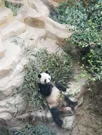 A Day with Pandas: Visiting the Chengdu Research Base of Giant Panda Breeding