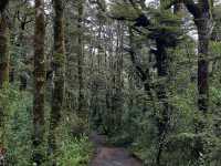 Volcano Views and Wild Vibes at Tongariro National Park