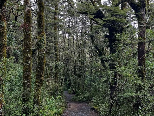 Volcano Views and Wild Vibes at Tongariro National Park
