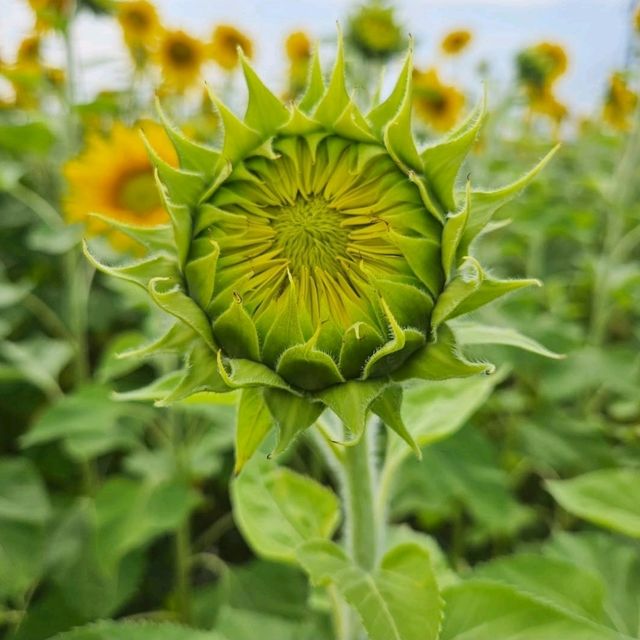 夏色に染まる🌻笑顔あふれる「はがた農園」