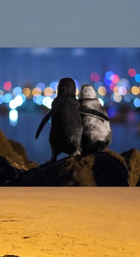 PENGUINE OF MELBOURNE   นกเพนกวินที่เมลเบิร์น