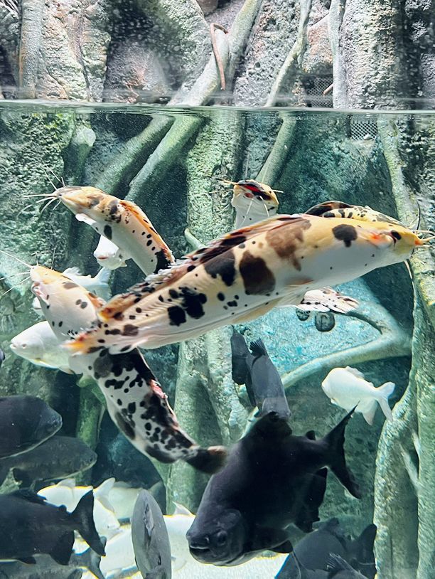 小梅沙海洋世界遊覽體驗：交通不便、設施不足，性價比偏低 