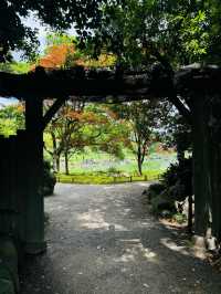 【清澄庭院｜東京深巷裡的幽靜庭園】