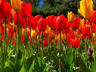 Araluen Botanic Park – A Floral Wonderland in Perth Hills 🌿