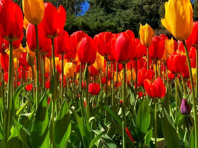 Araluen Botanic Park – A Floral Wonderland in Perth Hills 🌿