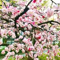 🌸都心の隠れ花見スポット：モモと桜が重なる早稲田鶴巻町🌸