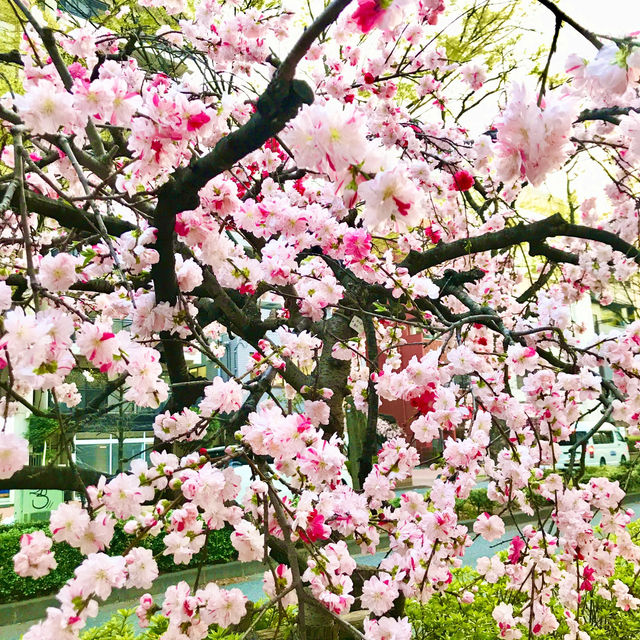 🌸都心の隠れ花見スポット：モモと桜が重なる早稲田鶴巻町🌸