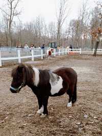 北海道馬主題公園親子半日遊推介 🐴