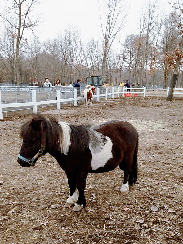 北海道馬主題公園親子半日遊推介 🐴