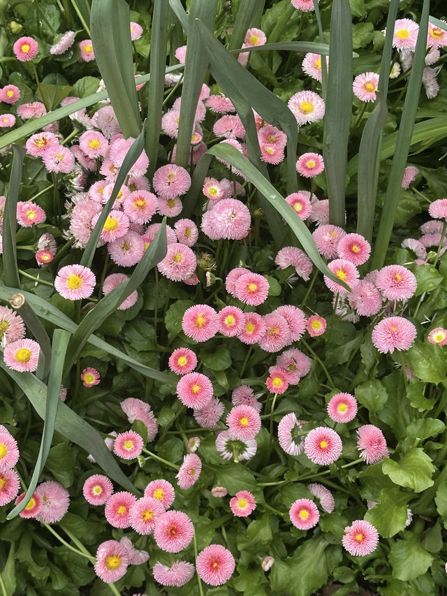 Shanghai Botanical Garden
