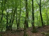 Rold Skov