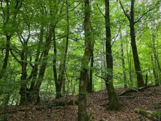 Rold Skov