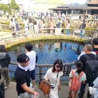Epic Mt. Fuji Day Trip: Pirate Boats, Black Eggs & Swan Lake Vibes 🇯🇵🗻