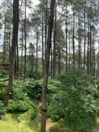 The Orchid Forest Cikole, Bandung 🌲✨