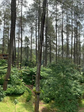 The Orchid Forest Cikole, Bandung 🌲✨