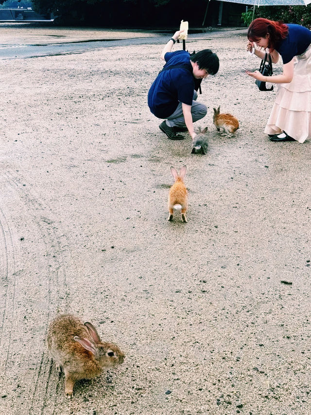 日本🇯🇵大久野島
