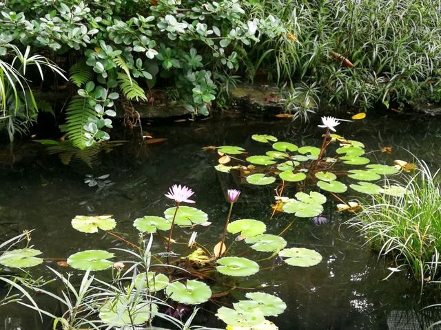 香港城市綠洲賞花之旅🌸香港動植物公園