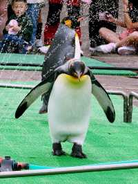 🐧【登別尼克斯海洋公園】親子必去!企鵝巡遊+沙丁魚風暴+童話城堡水族館