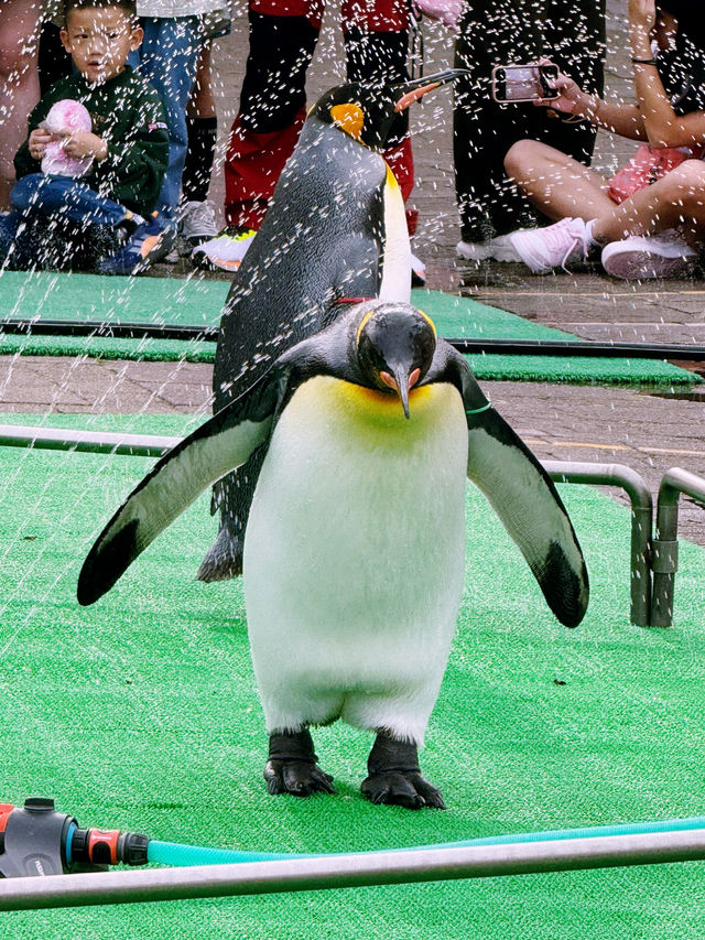 🐧【登別尼克斯海洋公園】親子必去!企鵝巡遊+沙丁魚風暴+童話城堡水族館 🐧【登別尼克斯海洋公園】親子必去!企鵝巡遊+沙丁魚風暴+童話城堡水族館