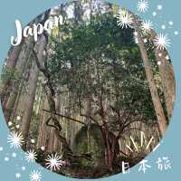 【和歌山】深い森に包まれる道、小雲取越🌳