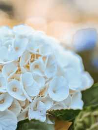 💐 บ้านขุนแปะ – หมู่บ้านกลางขุนเขา ที่มีหมอก ดอกไม้