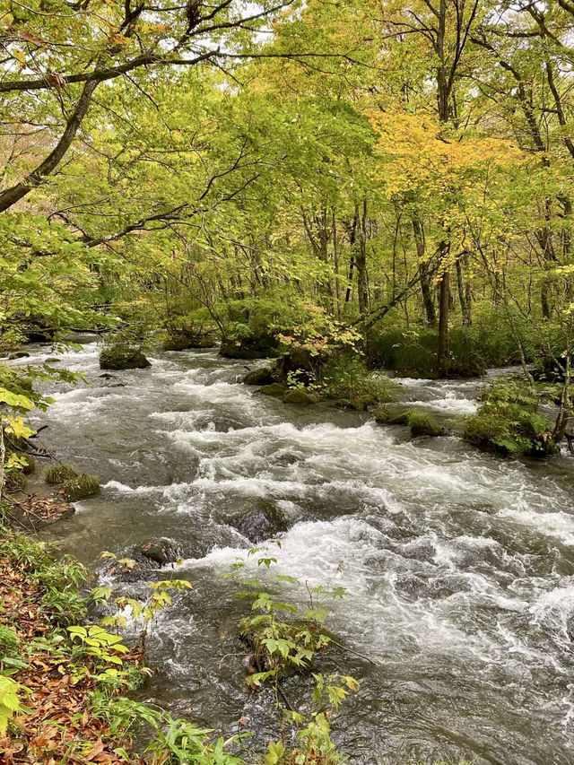 A Perfect Blend of Nature and Art in Towada 🍃🎨 A Perfect Blend of Nature and Art in Towada 🍃🎨