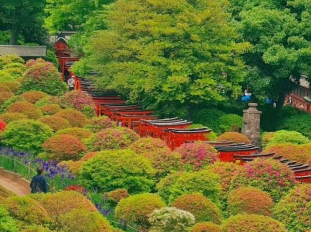 🌸 Nezu Shrine – A Serene Escape in Tokyo’s Old Neighborhood