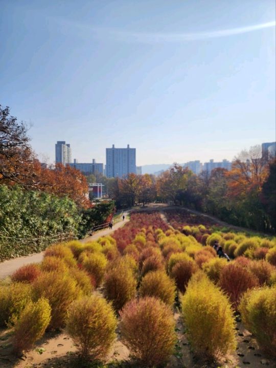 ⭐서울 올림픽공원 하루 코스 – 거대한 엄지상 구경하고, 가을 댑싸리 걷고, 청와옥에서 마무리!