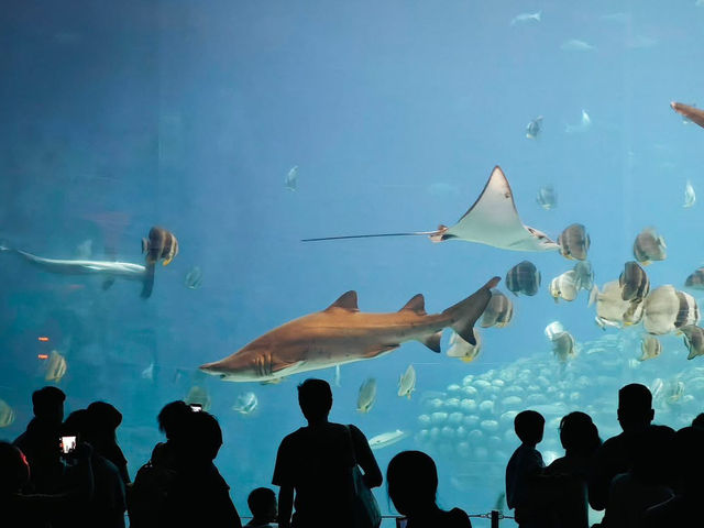 長隆海洋王國 長隆海洋王國