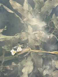 瀘沽湖晨霧|霧裡的湖光與水性楊花